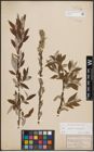 Foto von Salix caprea L. x Salix eleagnos Scop.